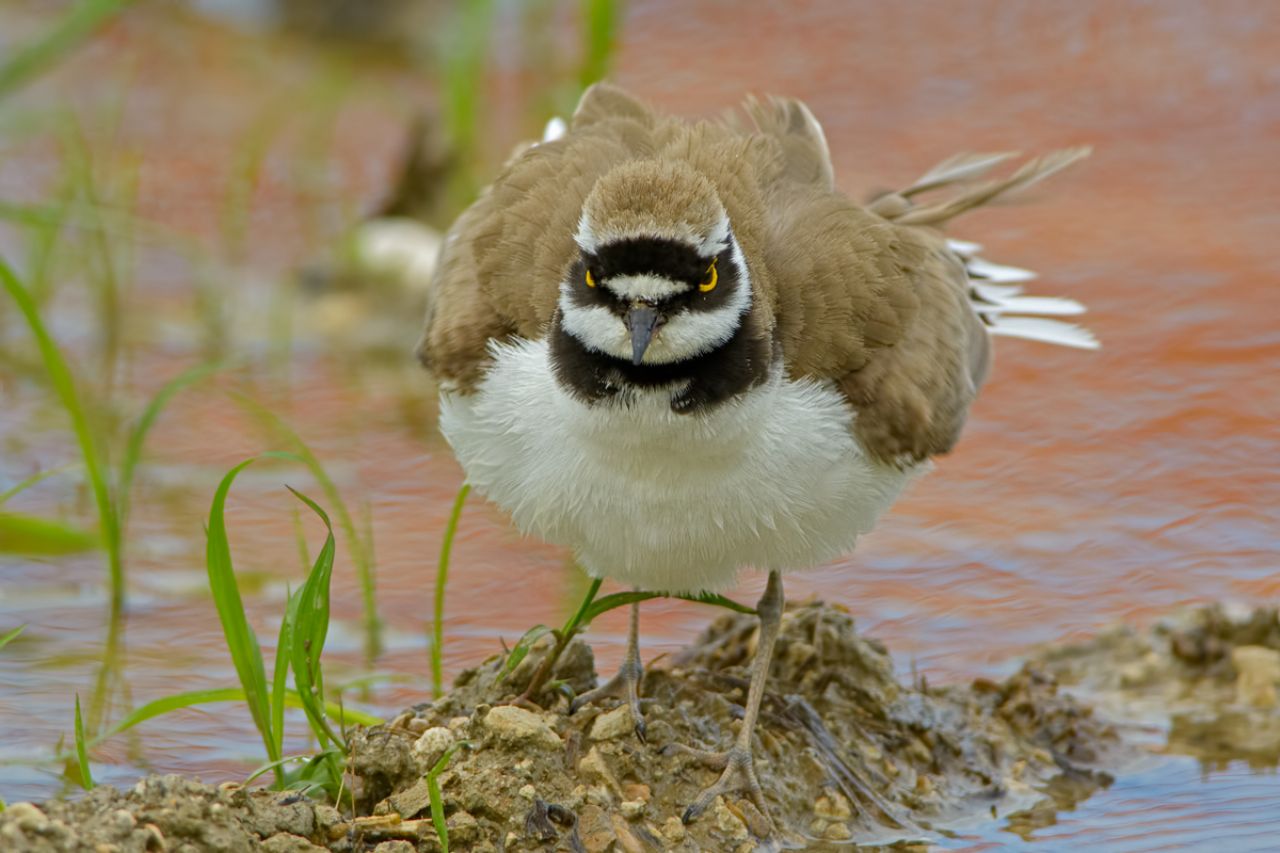 Corriere piccolo (Charadrius dubius)